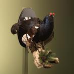 Korhoen Taxidermie Opgezette Dieren By Max, Verzamelen, Ophalen of Verzenden, Nieuw, Vogel, Opgezet dier