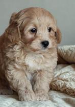 Leuke Gezelschapshondjes., Dieren en Toebehoren, Honden | Chihuahua's en Gezelschapshonden, Nederland, Parvo, Overige rassen, 8 tot 15 weken