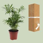 Chamaedorea Elegans - Mexicaanse Bergpalm - Ø12cm - 40cm, Verzenden, Nieuw