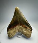 Megalodon - Fossiele tand - 14 cm - 10 cm, Verzamelen