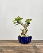 Dwergmispel bonsai - Hoogte (boom): 19 cm - Diepte (boom):
