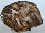 Versteend hout - Gefossiliseerd hout - Dipterocarpus sp. - 3