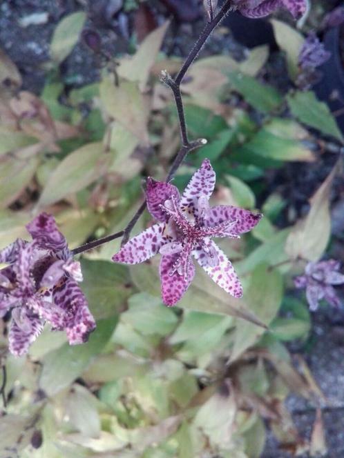 paddenlelie / armeluisorchidee Tricyrtis hirta P9, Tuin en Terras, Planten | Tuinplanten, Vaste plant, Halfschaduw, Herfst, Ophalen of Verzenden