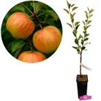 Malus domestica James Grieve + Pot 11cm, Verzenden, Volle zon