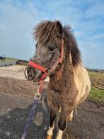 Pintaloosa hengstje 97 cm, appaloosa bont, 0 tot 2 jaar, Hengst, A pony (tot 1.17m), Ontwormd