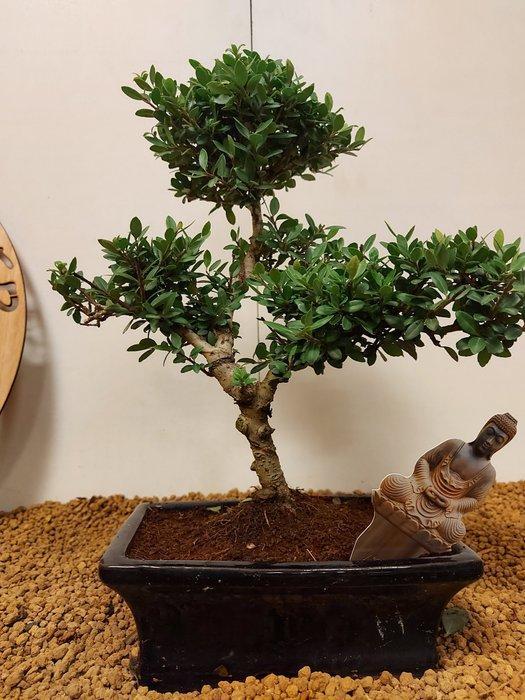 Japanese holly bonsai (Ilex crenata) - Hoogte (boom): 32 cm, Antiek en Kunst, Curiosa en Brocante