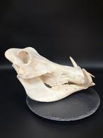Wrattenzwijn Schedel - Phacochoerus africanus - 22 cm - 22, Nieuw