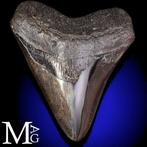 Fossiele Megalodon Tand – Miocene – Pliocene (ca. 23 – 3,6
