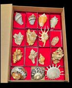 World Shells collection - Murex- Cittarium - Strombus -, Verzamelen, Nieuw