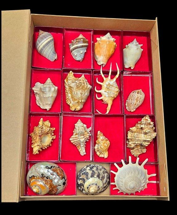 World Shells collection - Murex- Cittarium - Strombus -, Verzamelen, Dierenverzamelingen