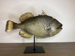 Queen Triggerfish Taxidermie volledige montage - Balistes