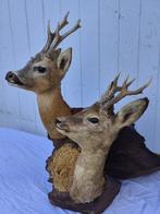 Ree Taxidermie wandmontage - Capreolus capreolus - 2 têtes, Nieuw