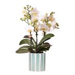 Kolibri Orchids | witte phalaenopsis orchidee Lausanne + Pai, Verzenden, Nieuw