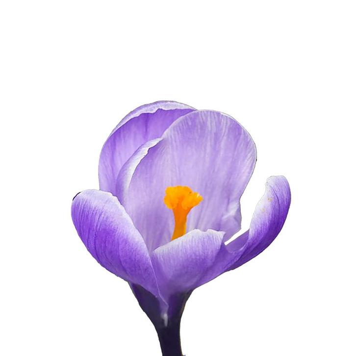 Bloembollen - 100 x Krokus Grand Maitre - paars, Tuin en Terras, Bloembollen en Zaden, Bloembol, Voorjaar, Volle zon, Verzenden