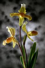 Exors - Orchids