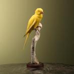 Parkiet Taxidermie Opgezette Dieren By Max, Verzamelen, Ophalen of Verzenden, Nieuw, Vogel, Opgezet dier