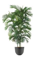 Areca Palm kunstplant, H190cm, Ophalen of Verzenden