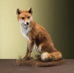 Vos Zittend Taxidermie Opgezette Dieren By Max, Verzamelen, Dierenverzamelingen, Ophalen of Verzenden, Nieuw, Wild dier, Opgezet dier