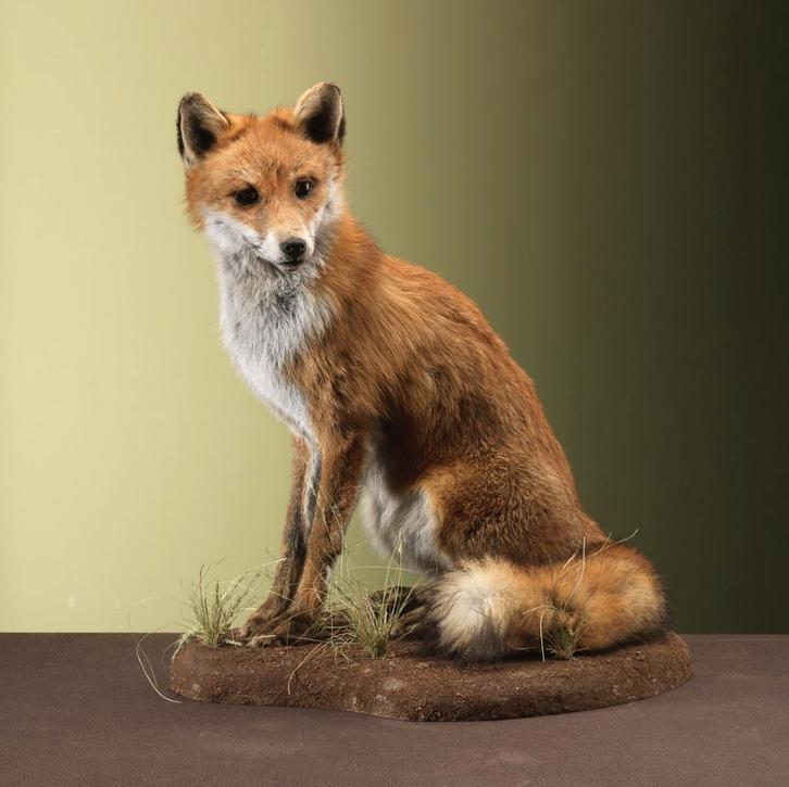 Vos Zittend Taxidermie Opgezette Dieren By Max, Verzamelen, Dierenverzamelingen, Opgezet dier, Nieuw, Wild dier, Ophalen of Verzenden