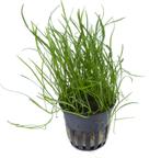 AQUAlook Lilaeopsis mauritius | Grasplant | in 5 cm pot, Dieren en Toebehoren, Vissen | Aquaria en Toebehoren, Nieuw, Ophalen of Verzenden