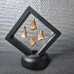 Dinosaurus Tand - Mosasaurus - 7 cm - 5 cm - 7 cm - (4), Nieuw