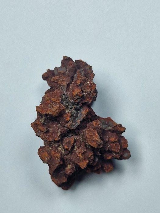 Fossiel fragment - 6.5 cm (Zonder Minimumprijs), Verzamelen, Mineralen en Fossielen