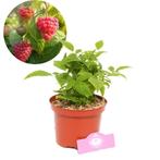 Mini Framboos BonBonBerry Yummy, Verzenden, Halfschaduw