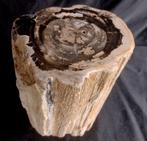 versteend hout - deels gepolijste tak - 27×17×15 cm, Verzamelen, Mineralen en Fossielen