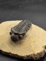 Trilobiet - Gefossiliseerd dier - Redoops cephalotes - 6 cm, Verzamelen
