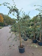 Cotoneaster Lacteus, Ophalen