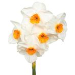 Bloembollen - 40 x Narcis Cragford - wit met oranje, Tuin en Terras, Bloembollen en Zaden, Verzenden, Voorjaar, Volle zon, Bloembol