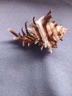 Conchiglia Murex Endivia Zeeschelp - Hexaplex cichoreum