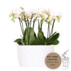 Drie witte orchideeën Amabilis 9cm en drie groene planten Rh, Huis en Inrichting, Verzenden, Nieuw