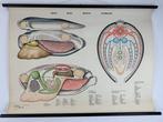 Vintage zoologische schoolkaart – “Mussel / Moule / Molusco