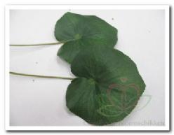 Blad zijde Lotus/Galaxblad +/- 10 cm./stuk Blad zijde Lotu, Huis en Inrichting, Woonaccessoires | Kunstplanten en Kunstbloemen