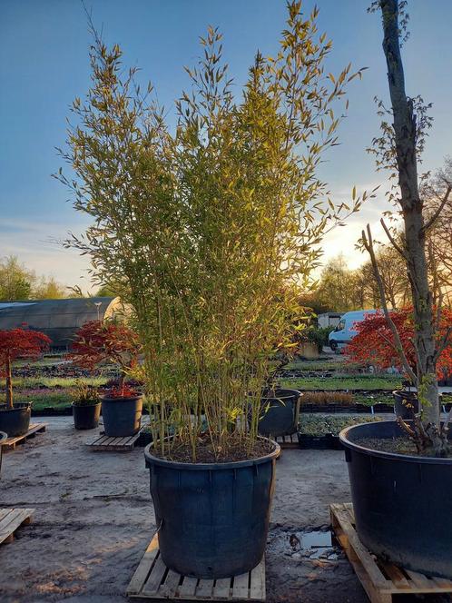 Bamboe, Tuin en Terras, Planten | Struiken en Hagen, Ophalen