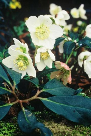 Kerstroos Helleborus niger 5-10 Pot P9 beschikbaar voor biedingen