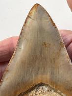 Grote Megalodon-tand 13,7 cm - Fossiele tand - Carcharocles