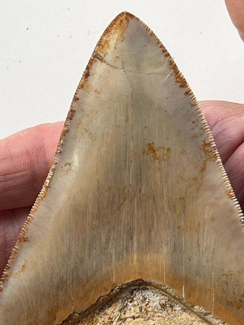 Grote Megalodon-tand 13,7 cm - Fossiele tand - Carcharocles, Verzamelen, Mineralen en Fossielen