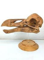 Fossiel - Fossiele schedel - Skull of Dodo (Raphus