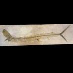fossiele vis - Fossiel skelet - Vallecillichthys, Verzamelen, Mineralen en Fossielen