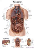 Anatomie poster organen (papier, 50x70 cm) + ophangsysteem, Nieuw, Verzenden