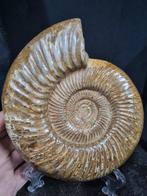 Very large Ammonite Perisphinctes - Hoogte: 180 mm -
