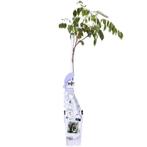 Wisteria sinensis Caroline - Paarse Regen - Ø15cm - 65cm, Verzenden, Nieuw