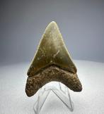 Megalodon - Fossiele tand - 5 cm - 4 cm, Verzamelen, Mineralen en Fossielen