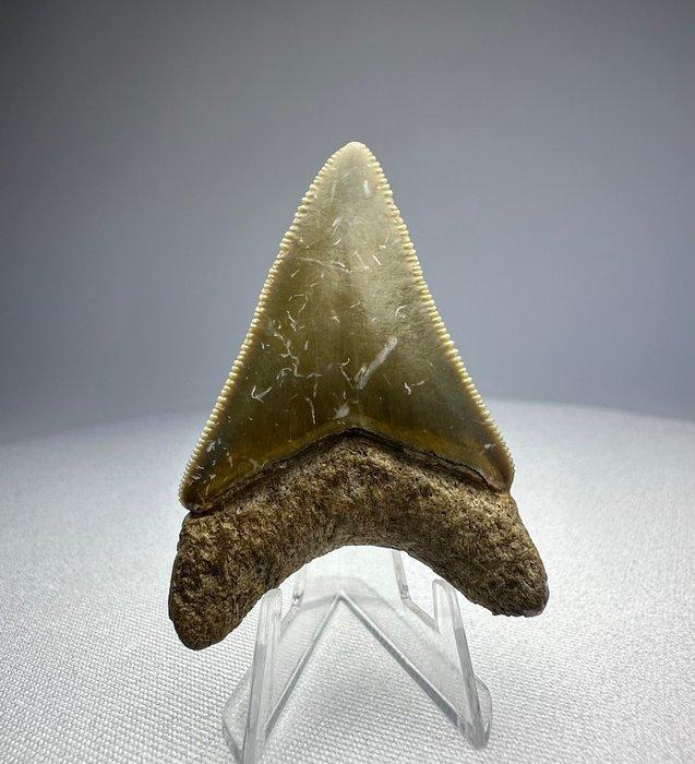 Megalodon - Fossiele tand - 5 cm - 4 cm, Verzamelen, Mineralen en Fossielen