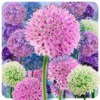 Bloembollens -10 x Alliums  Farmers Favorites pakket -, Verzenden, Voorjaar, Volle zon, Bloembol