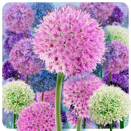 Bloembollens -10 x Alliums  Farmers Favorites pakket -, Tuin en Terras, Bloembollen en Zaden, Bloembol, Voorjaar, Volle zon, Verzenden
