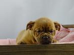 Old English Bulldog pups! t Gezonde type, Mogen direct mee!, Parvo, Nederland, 8 tot 15 weken, Bulldog