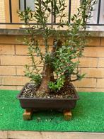 Olijf bonsai (Olea europaea) - Hoogte (boom): 28 cm - Diepte